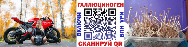 KRAKEN зеркало  Сарапул  Галлюциногенные грибы Psilocybine cubensis 